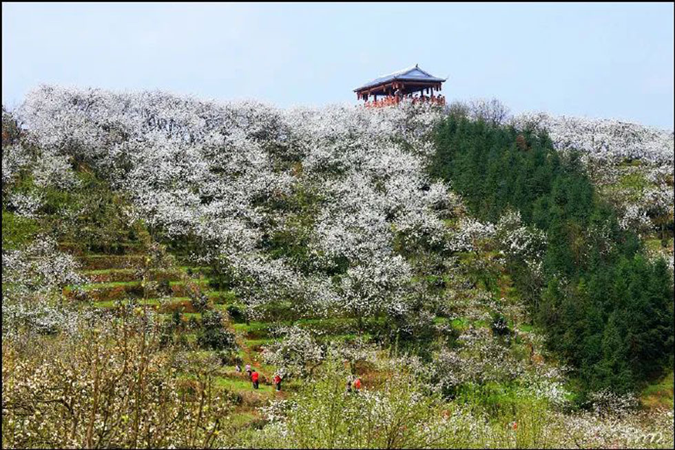 【春天，广西桂林灌阳县向您发出邀请！】我们在灌阳看梨花 - 游山玩水 - 乌兰察布生活社区 - 乌兰察布28生活网 wlcb.28life.net