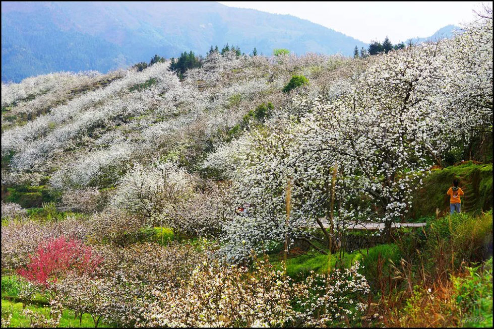 【春天，广西桂林灌阳县向您发出邀请！】我们在灌阳看梨花 - 游山玩水 - 乌兰察布生活社区 - 乌兰察布28生活网 wlcb.28life.net