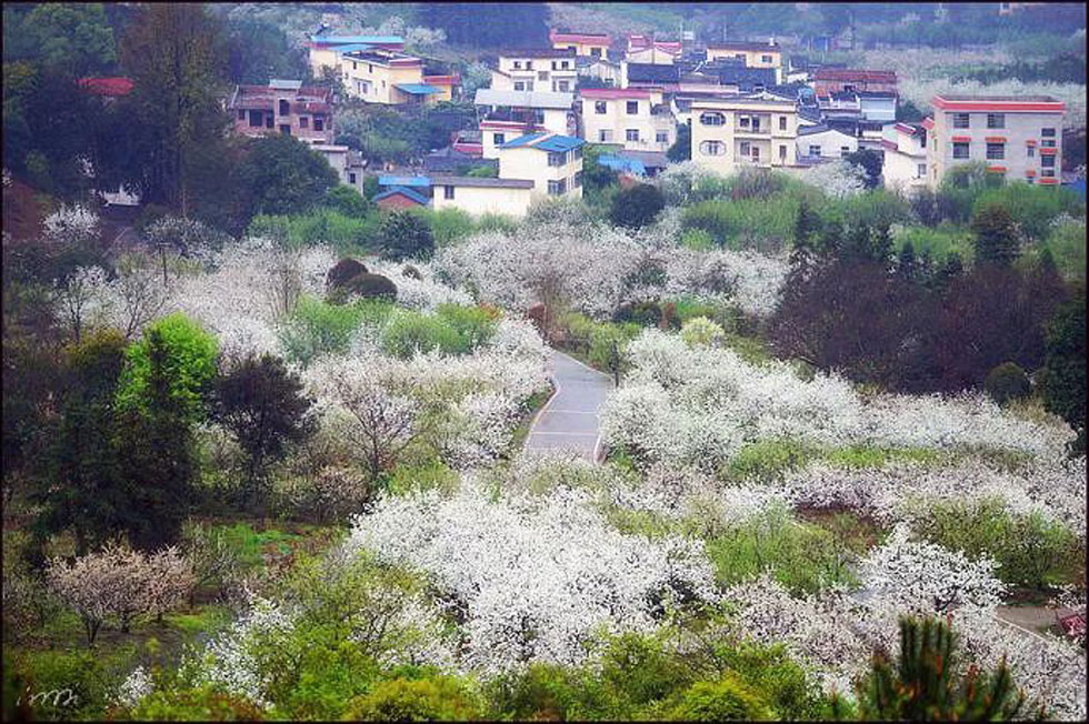 【春天，广西桂林灌阳县向您发出邀请！】我们在灌阳看梨花 - 游山玩水 - 乌兰察布生活社区 - 乌兰察布28生活网 wlcb.28life.net