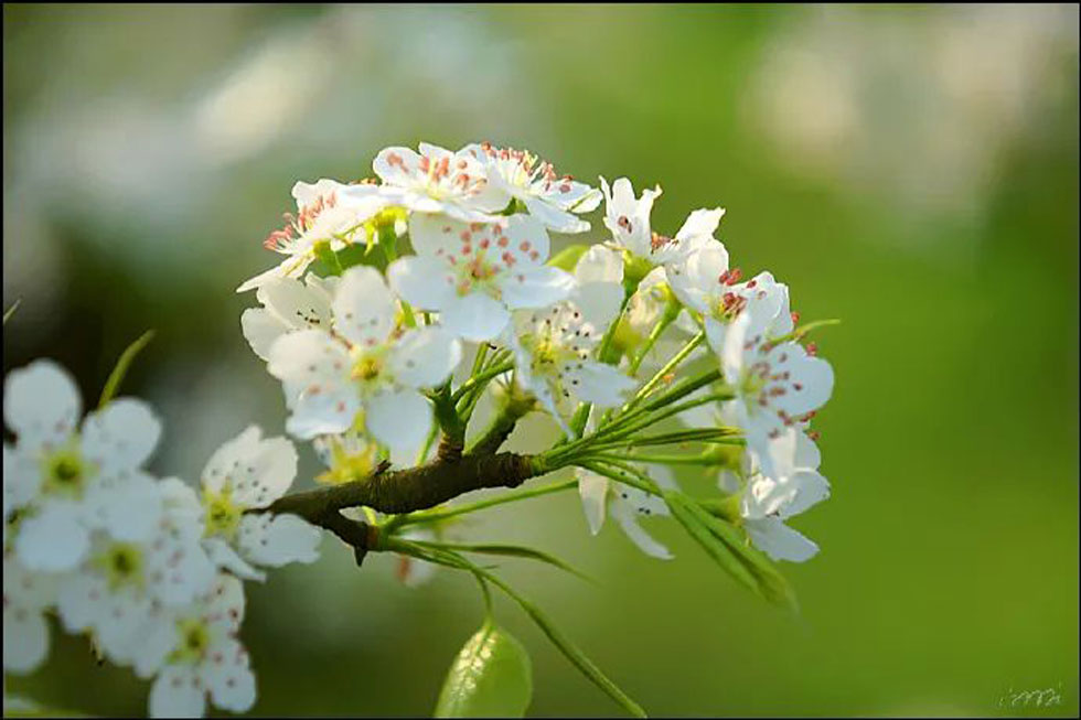 【春天，广西桂林灌阳县向您发出邀请！】我们在灌阳看梨花 - 游山玩水 - 乌兰察布生活社区 - 乌兰察布28生活网 wlcb.28life.net