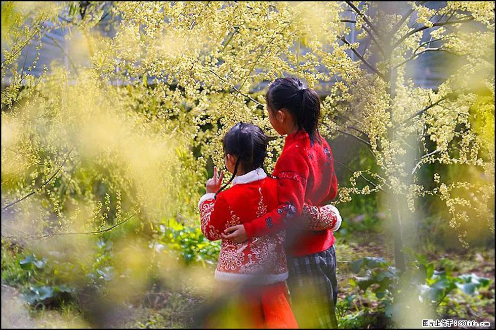 【春天，广西桂林灌阳县向您发出邀请！】米珠山前有片山苍子花在飘香 - 游山玩水 - 乌兰察布生活社区 - 乌兰察布28生活网 wlcb.28life.net