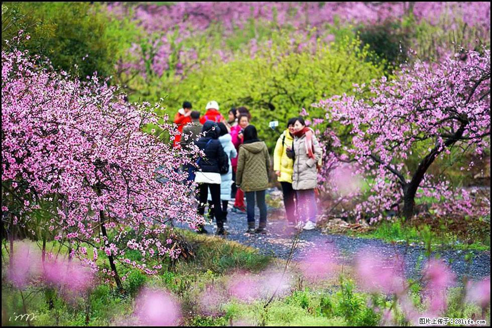 【春天，广西桂林灌阳县向您发出邀请！】官庄村有个醉美的桃花园 - 游山玩水 - 乌兰察布生活社区 - 乌兰察布28生活网 wlcb.28life.net