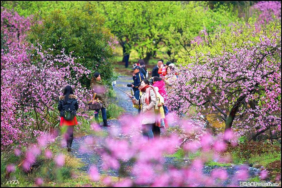 【春天，广西桂林灌阳县向您发出邀请！】官庄村有个醉美的桃花园 - 游山玩水 - 乌兰察布生活社区 - 乌兰察布28生活网 wlcb.28life.net