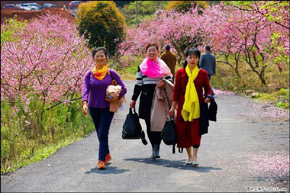 【春天，广西桂林灌阳县向您发出邀请！】官庄村有个醉美的桃花园 - 游山玩水 - 乌兰察布生活社区 - 乌兰察布28生活网 wlcb.28life.net