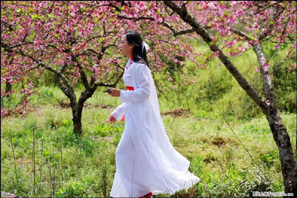 【春天，广西桂林灌阳县向您发出邀请！】官庄村有个醉美的桃花园 - 游山玩水 - 乌兰察布生活社区 - 乌兰察布28生活网 wlcb.28life.net