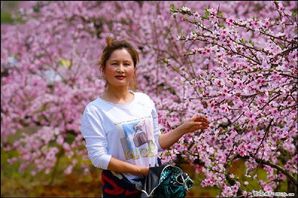 【春天，广西桂林灌阳县向您发出邀请！】官庄村有个醉美的桃花园 - 游山玩水 - 乌兰察布生活社区 - 乌兰察布28生活网 wlcb.28life.net