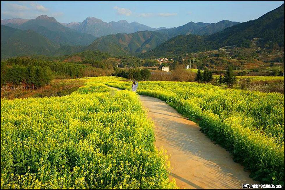 【春天，广西桂林灌阳县向您发出邀请！】长坪村油菜盛情花开 - 游山玩水 - 乌兰察布生活社区 - 乌兰察布28生活网 wlcb.28life.net