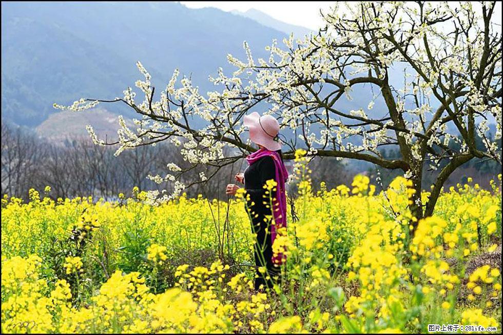 【春天，广西桂林灌阳县向您发出邀请！】长坪村油菜盛情花开 - 游山玩水 - 乌兰察布生活社区 - 乌兰察布28生活网 wlcb.28life.net