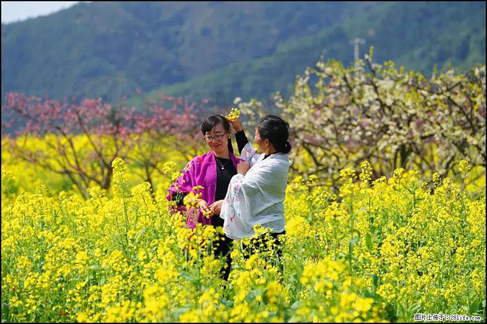 【春天，广西桂林灌阳县向您发出邀请！】长坪村油菜盛情花开 - 游山玩水 - 乌兰察布生活社区 - 乌兰察布28生活网 wlcb.28life.net