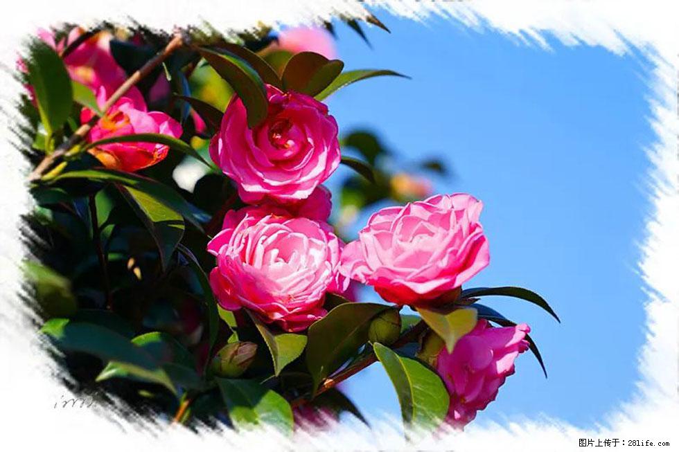 【春天，广西桂林灌阳县向您发出邀请！】杨柳井茶花惹人爱 - 游山玩水 - 乌兰察布生活社区 - 乌兰察布28生活网 wlcb.28life.net