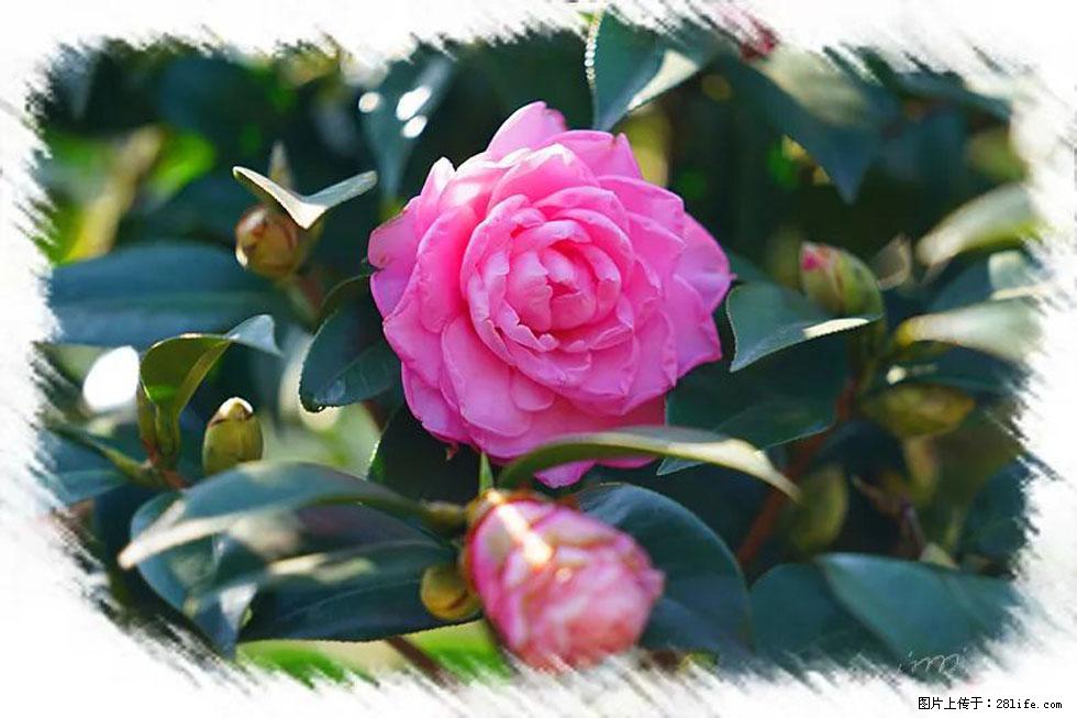 【春天，广西桂林灌阳县向您发出邀请！】杨柳井茶花惹人爱 - 游山玩水 - 乌兰察布生活社区 - 乌兰察布28生活网 wlcb.28life.net