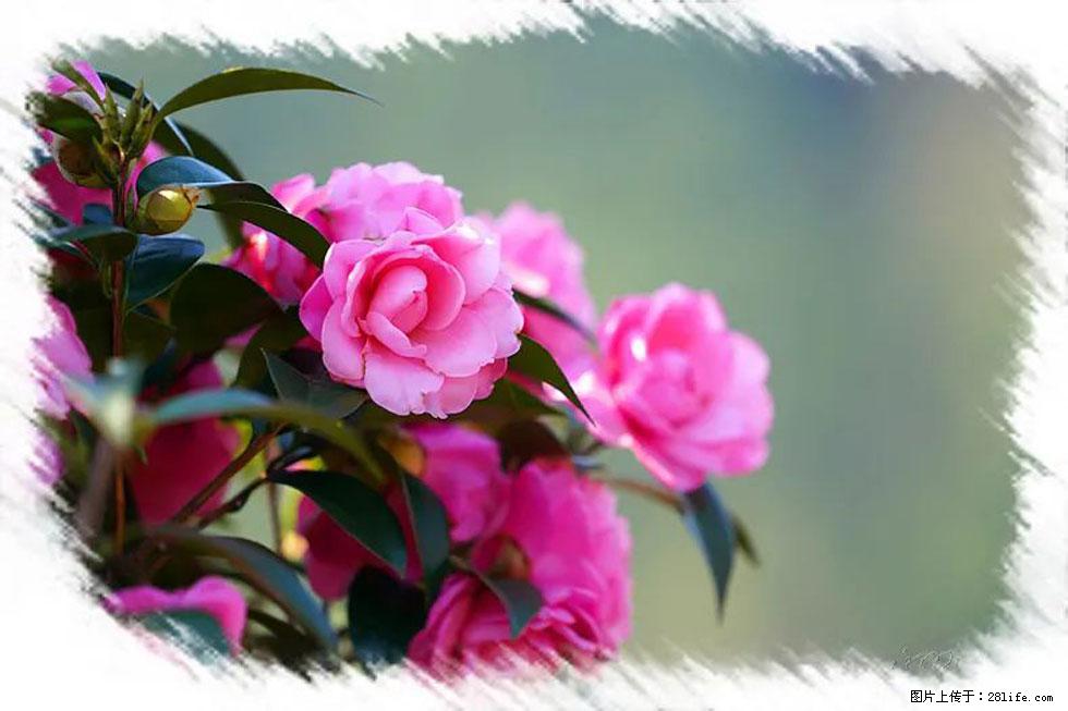 【春天，广西桂林灌阳县向您发出邀请！】杨柳井茶花惹人爱 - 游山玩水 - 乌兰察布生活社区 - 乌兰察布28生活网 wlcb.28life.net