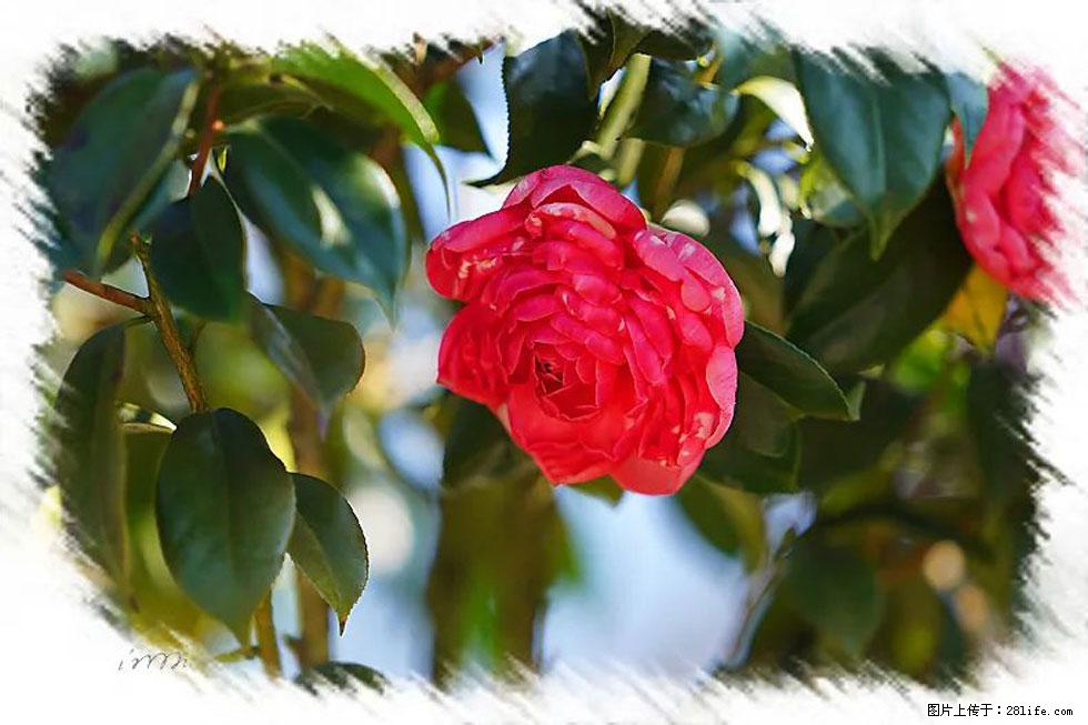 【春天，广西桂林灌阳县向您发出邀请！】杨柳井茶花惹人爱 - 游山玩水 - 乌兰察布生活社区 - 乌兰察布28生活网 wlcb.28life.net