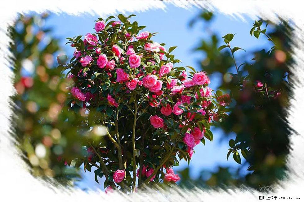 【春天，广西桂林灌阳县向您发出邀请！】杨柳井茶花惹人爱 - 游山玩水 - 乌兰察布生活社区 - 乌兰察布28生活网 wlcb.28life.net