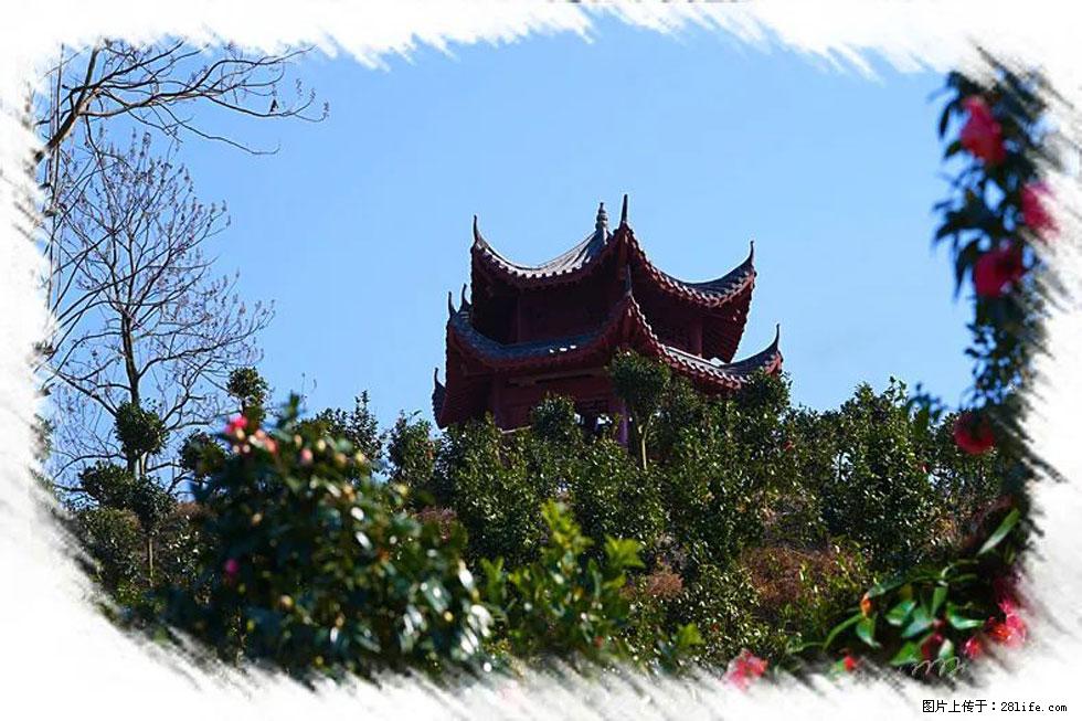 【春天，广西桂林灌阳县向您发出邀请！】杨柳井茶花惹人爱 - 游山玩水 - 乌兰察布生活社区 - 乌兰察布28生活网 wlcb.28life.net