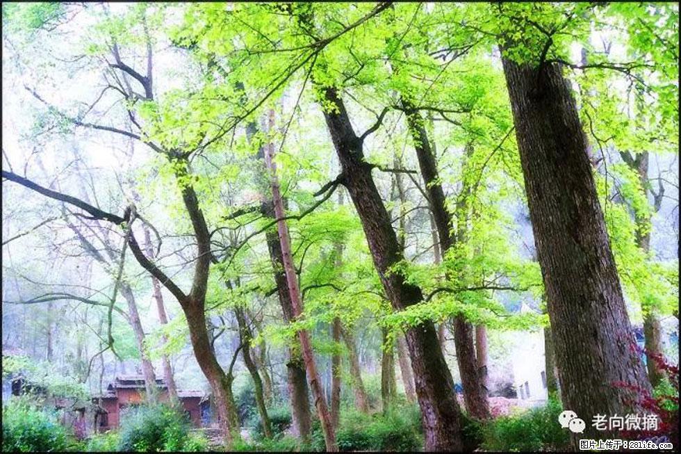 【春天，广西桂林灌阳县向您发出邀请！】在小龙村与春天约会 - 游山玩水 - 乌兰察布生活社区 - 乌兰察布28生活网 wlcb.28life.net