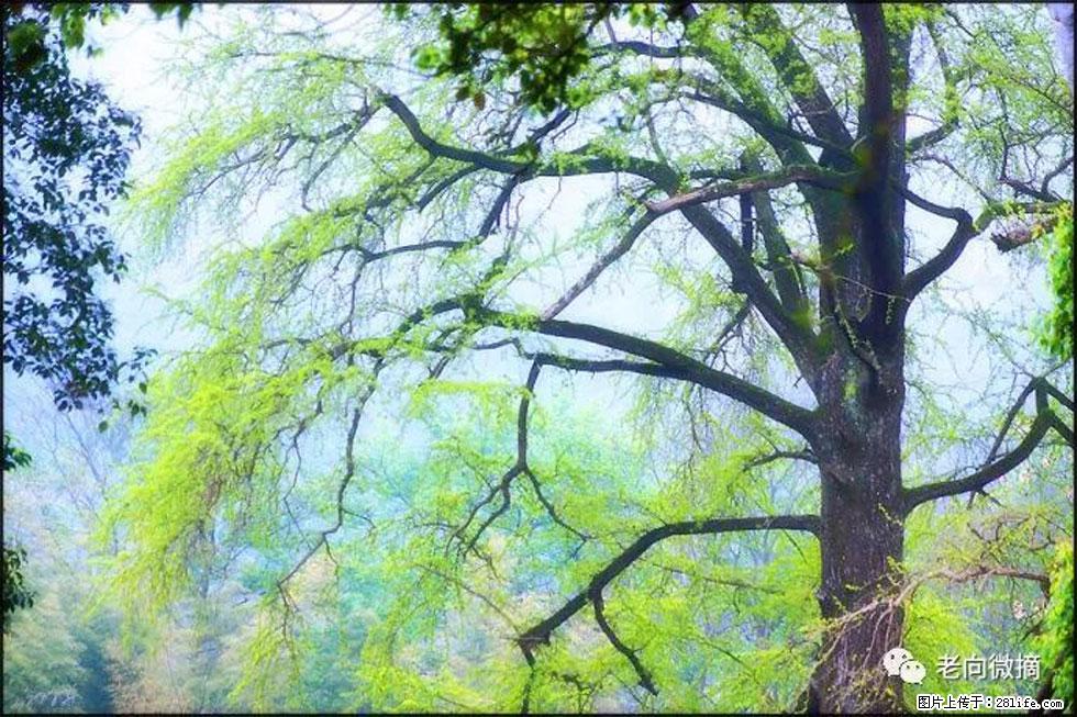 【春天，广西桂林灌阳县向您发出邀请！】在小龙村与春天约会 - 游山玩水 - 乌兰察布生活社区 - 乌兰察布28生活网 wlcb.28life.net