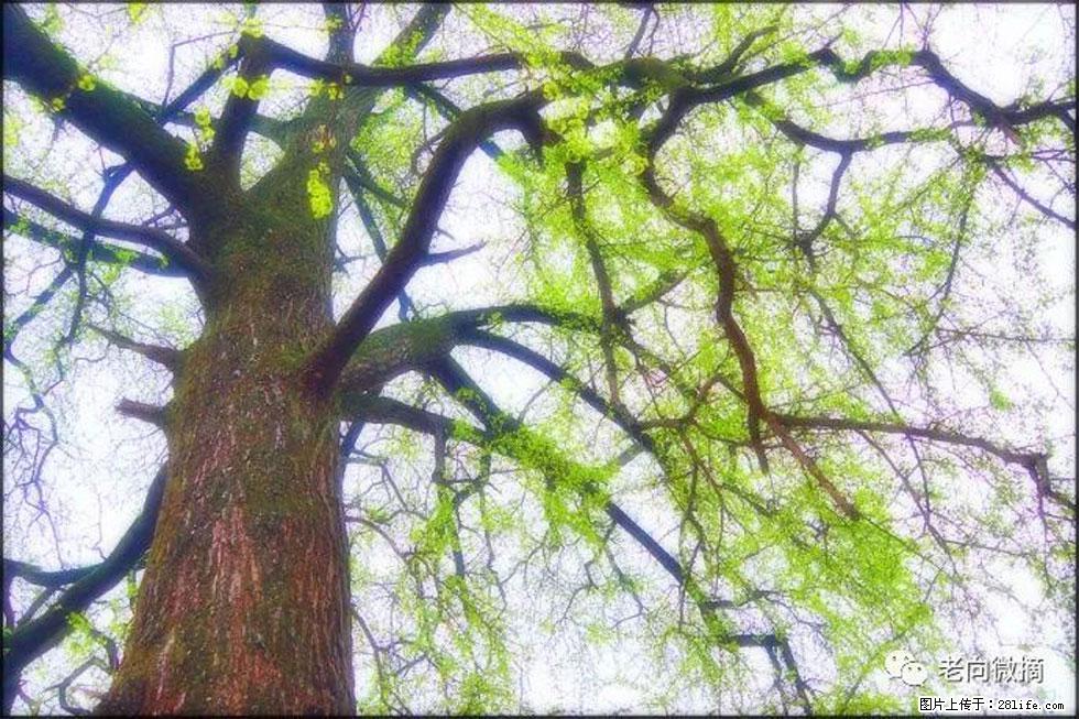 【春天，广西桂林灌阳县向您发出邀请！】在小龙村与春天约会 - 游山玩水 - 乌兰察布生活社区 - 乌兰察布28生活网 wlcb.28life.net