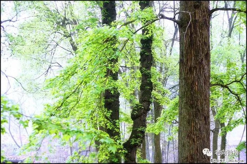 【春天，广西桂林灌阳县向您发出邀请！】在小龙村与春天约会 - 游山玩水 - 乌兰察布生活社区 - 乌兰察布28生活网 wlcb.28life.net