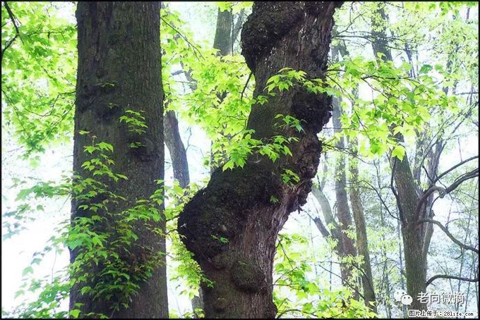 【春天，广西桂林灌阳县向您发出邀请！】在小龙村与春天约会 - 游山玩水 - 乌兰察布生活社区 - 乌兰察布28生活网 wlcb.28life.net