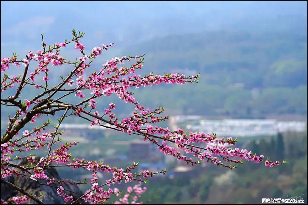 【春天，广西桂林灌阳县向您发出邀请！】望月岭上桃花开 - 游山玩水 - 乌兰察布生活社区 - 乌兰察布28生活网 wlcb.28life.net