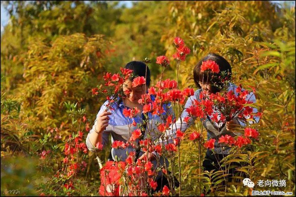 【春天，广西桂林灌阳县向您发出邀请！】登麒麟山，相约映山红 - 游山玩水 - 乌兰察布生活社区 - 乌兰察布28生活网 wlcb.28life.net