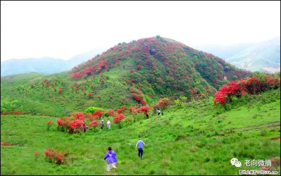 【春天，广西桂林灌阳县向您发出邀请！】宝盖山上映山红 - 游山玩水 - 乌兰察布生活社区 - 乌兰察布28生活网 wlcb.28life.net