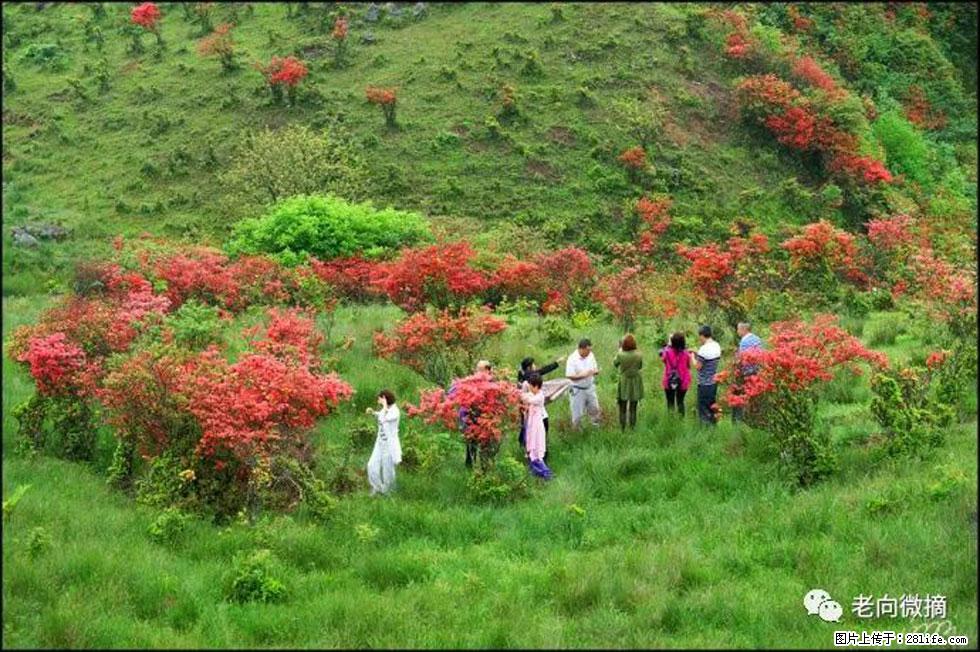 【春天，广西桂林灌阳县向您发出邀请！】宝盖山上映山红 - 游山玩水 - 乌兰察布生活社区 - 乌兰察布28生活网 wlcb.28life.net