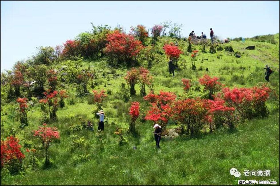 【春天，广西桂林灌阳县向您发出邀请！】宝盖山上映山红 - 游山玩水 - 乌兰察布生活社区 - 乌兰察布28生活网 wlcb.28life.net