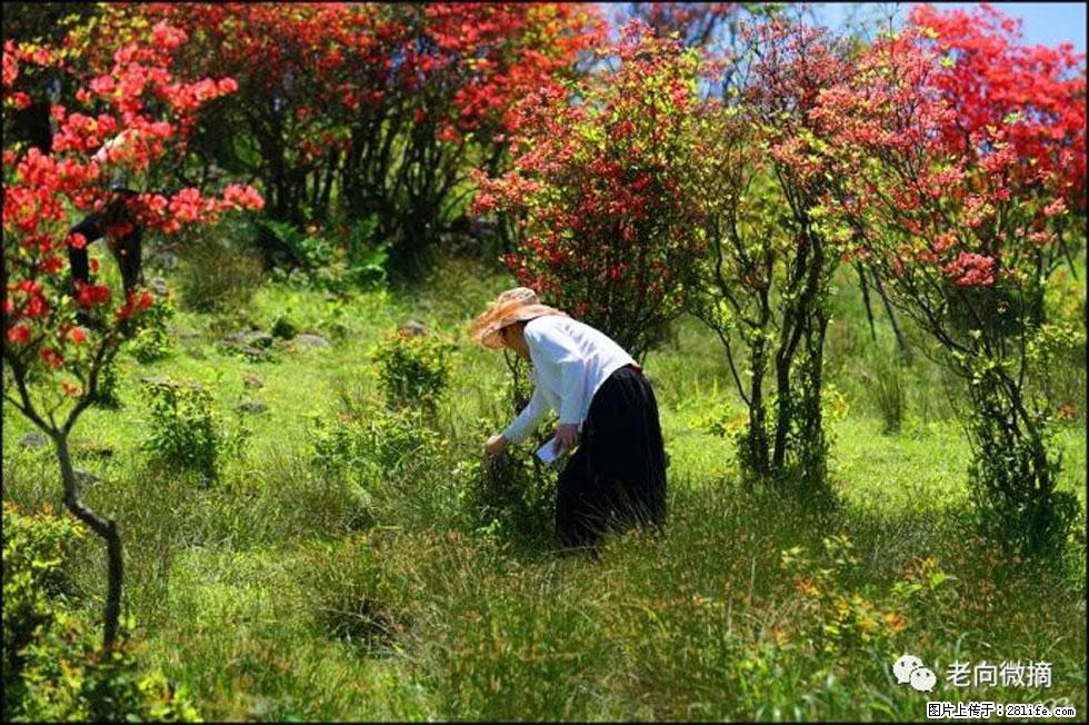 【春天，广西桂林灌阳县向您发出邀请！】宝盖山上映山红 - 游山玩水 - 乌兰察布生活社区 - 乌兰察布28生活网 wlcb.28life.net