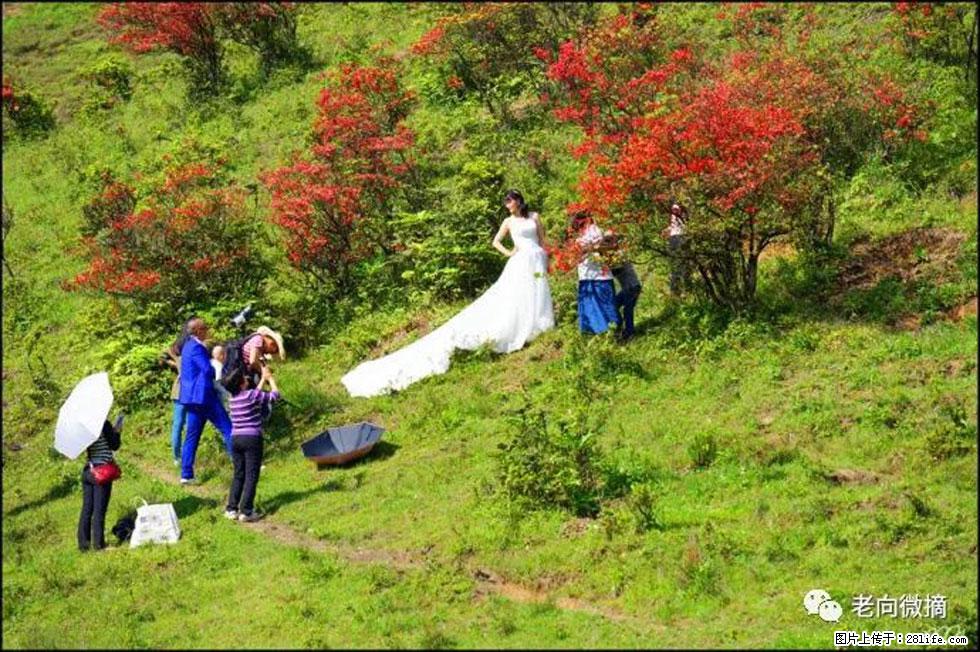 【春天，广西桂林灌阳县向您发出邀请！】宝盖山上映山红 - 游山玩水 - 乌兰察布生活社区 - 乌兰察布28生活网 wlcb.28life.net