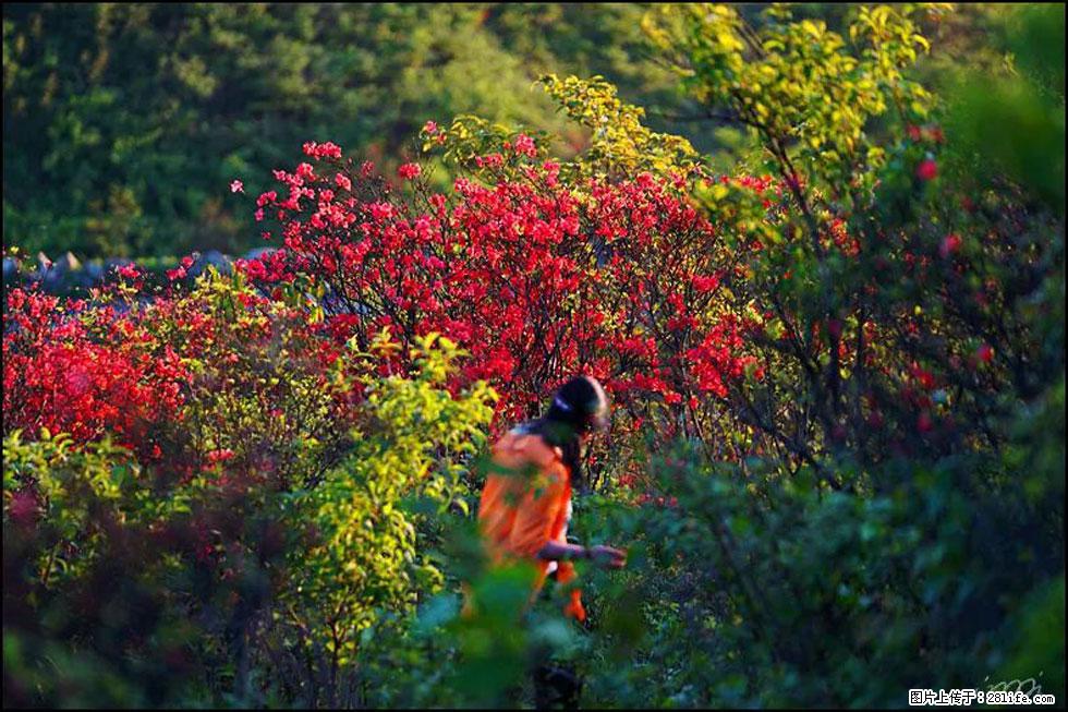 【春天，广西桂林灌阳县向您发出邀请！】春木界上映山红 - 游山玩水 - 乌兰察布生活社区 - 乌兰察布28生活网 wlcb.28life.net