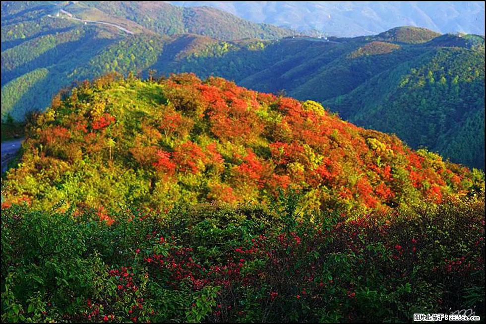 【春天，广西桂林灌阳县向您发出邀请！】春木界上映山红 - 游山玩水 - 乌兰察布生活社区 - 乌兰察布28生活网 wlcb.28life.net