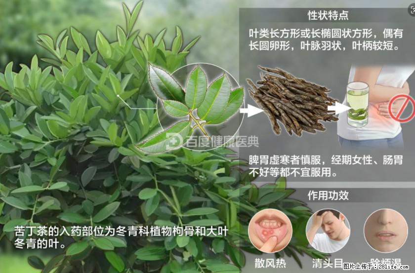 苦丁茶有哪些功效和作用 - 生活百科 - 乌兰察布生活社区 - 乌兰察布28生活网 wlcb.28life.net