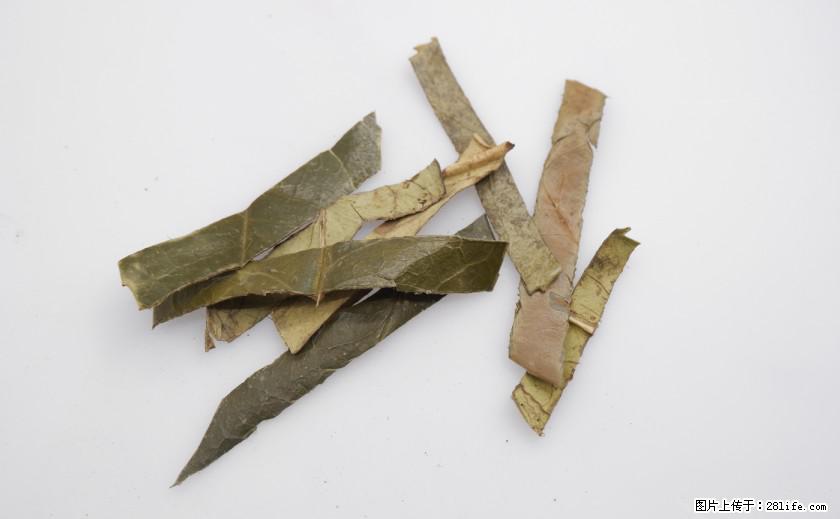 苦丁茶有哪些功效和作用 - 生活百科 - 乌兰察布生活社区 - 乌兰察布28生活网 wlcb.28life.net