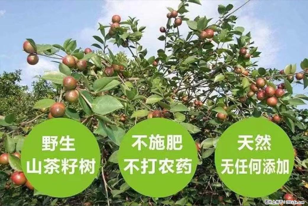【灌阳县油茶产业示范区】一个有着充实的精神生活的人，对待身外之物自会有一种淡泊的态度 - 美食天地 - 乌兰察布生活社区 - 乌兰察布28生活网 wlcb.28life.net