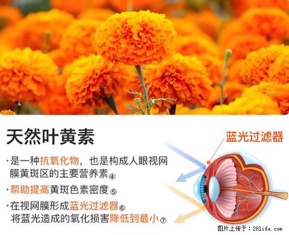 叶黄素有什么功效和作用 - 生活百科 - 乌兰察布生活社区 - 乌兰察布28生活网 wlcb.28life.net