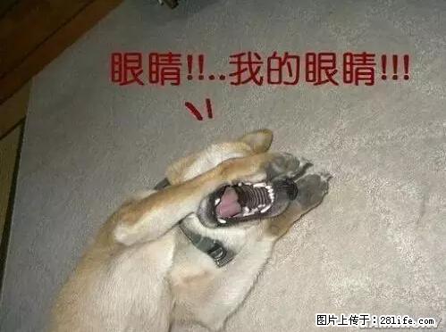 笑癫了!一女的怀孕三年未生,他终于忍不住了... - 娱乐八卦 - 乌兰察布生活社区 - 乌兰察布28生活网 wlcb.28life.net