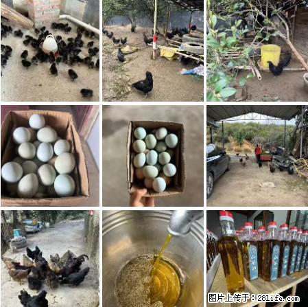 油茶园从小鸡仔开始养起的纯土鸡、土鸡蛋可以预定啦！还有前几天刚榨的纯山茶油哦 - 土特产 - 饮食特产 - 乌兰察布分类信息 - 乌兰察布28生活网 wlcb.28life.net