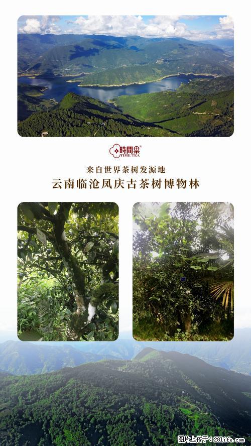 时间果百年古树2025年春红茶 - 购物交流 - 乌兰察布生活社区 - 乌兰察布28生活网 wlcb.28life.net