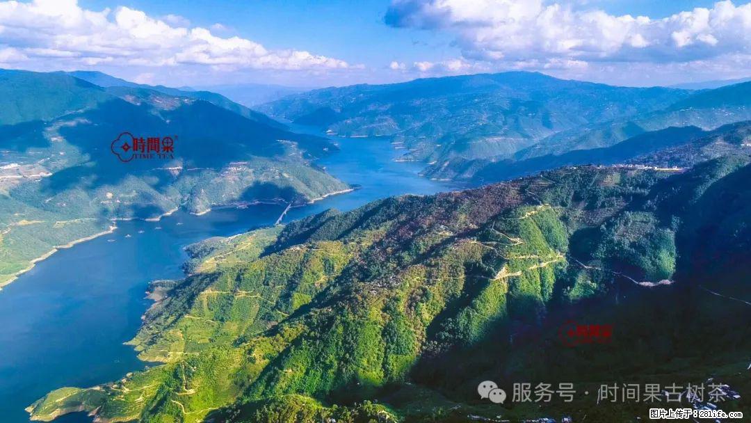 时间果百年古树龙珠普洱生茶 - 购物交流 - 乌兰察布生活社区 - 乌兰察布28生活网 wlcb.28life.net