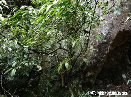 平乐石崖茶，珍贵仅次于金花茶 - 乌兰察布生活资讯 - 乌兰察布28生活网 wlcb.28life.net