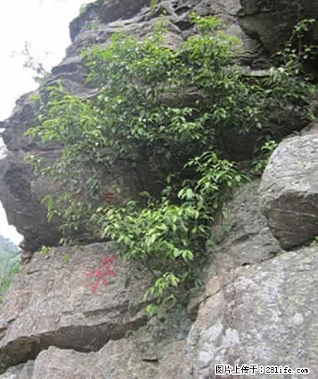 平乐石崖茶，珍贵仅次于金花茶 - 乌兰察布生活资讯 - 乌兰察布28生活网 wlcb.28life.net