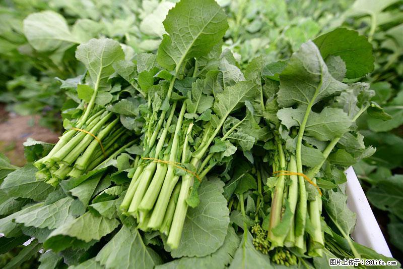 这些蔬菜是“天然钙片”，这6种被医生重点推荐 - 乌兰察布生活资讯 - 乌兰察布28生活网 wlcb.28life.net